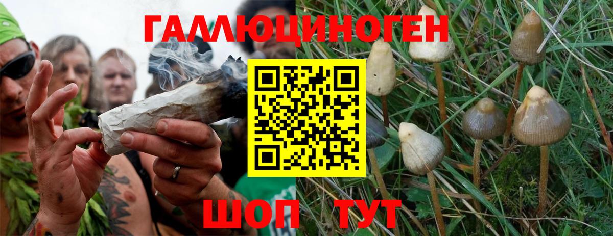 Псилоцибиновые грибы MAGIC MUSHROOMS  Вход с VPN  Химки 